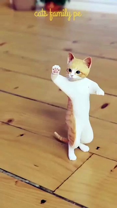 Funny Cat Dance 🤣🤣🤣🤣 _shorts _trending _viralshorts _cats _funny _shortvideo(360P)