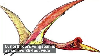 How in the World Did This Giant Flying Animal Take off and Land!