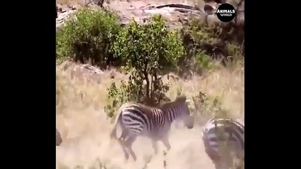 Amazing! Mother Zebra fight back the Lion to rescue her baby - Lion vs Elephant