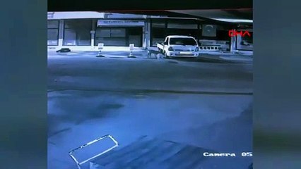 Sokak köpeklerinin zarar verdiği kamyonette 200 bin liralık hasar oluştu; olay anı kamerada