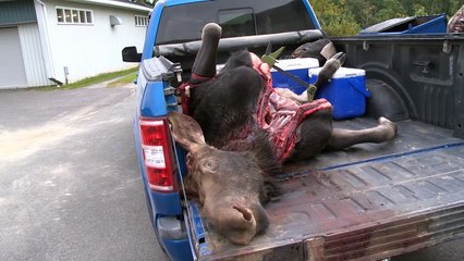 30 janv TOPO LPM Bilan chasse