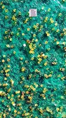Berapa lama TELUR LELE menetas menjadi larva, Berikut penjelasannya