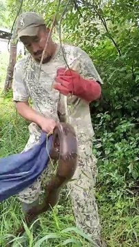 RESCATE DE HOY , BOA CONSTRICTOR NO VENENOSA .SEGUIMOS TRABAJANDO POR LA CONSERVACIÓN DE LA VIDA SILVESTRE.#conservacion #pwr #fubitropa #trabajamosporlaconservación