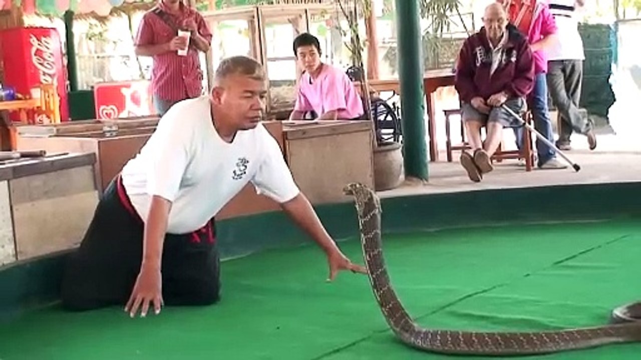 Would you kiss a cobra?