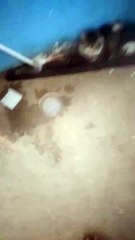 Homem pede ajuda para gato atropelado que está com dificuldades de locomoção, no bairro Jardim Queiroz