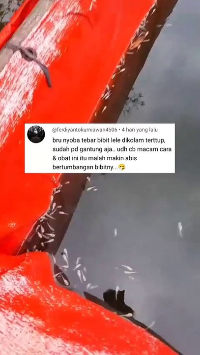 FAKTA budidaya lele dikolam TERTUTUP bagi para PEMULA