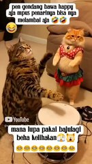 Kucing lucu menari belly dance #shortvideo #funny #shorts #cat #cute