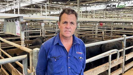 Whopper Wangaratta yarding sees northern buyers step up for district cattle