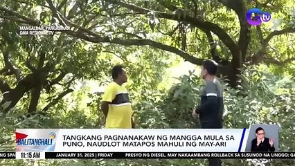 Tangkang pagnanakaw ng mangga mula sa puno, naudlot matapos mahuli ng may-ari | Balitanghali