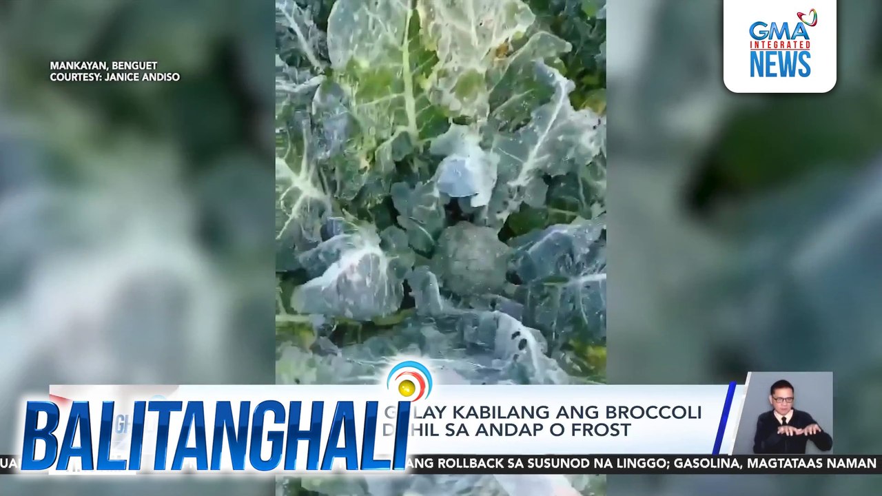 Ilang pananim na gulay kabilang ang broccoli at patatas, nasira dahil sa andap o frost| Balitanghali