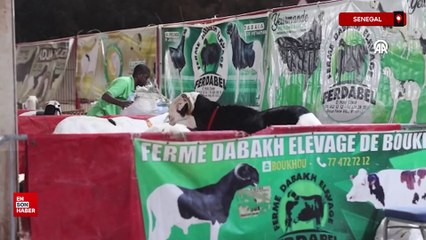 Senegal'de "koyunların kralı ladoumlar" podyuma çıktı