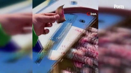 Dev orkinos balığını elleriyle beslediği anlar sosyal medyada viral oldu