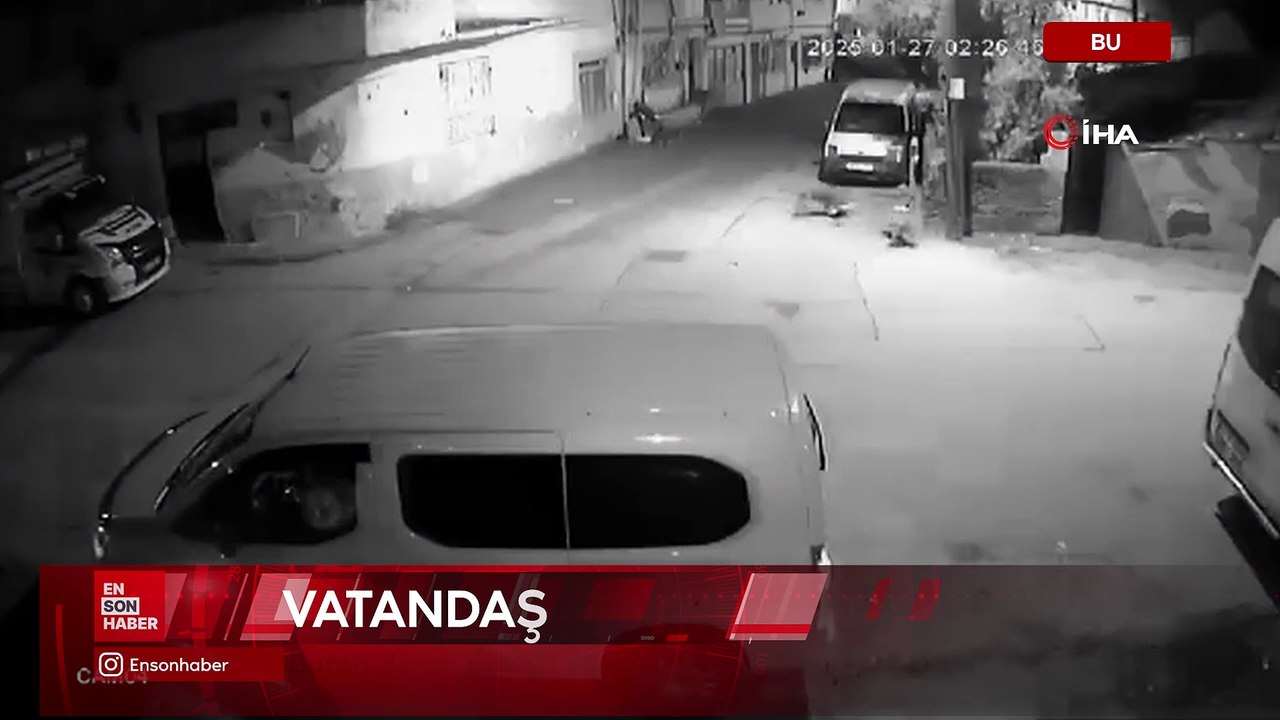 Bursa'da sahipsiz köpekler kediyi parçaladı