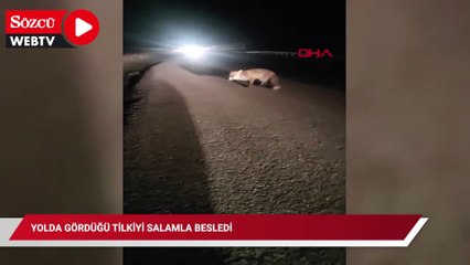 Aracını durdurup, yolda gördüğü tilkiyi salamla besledi