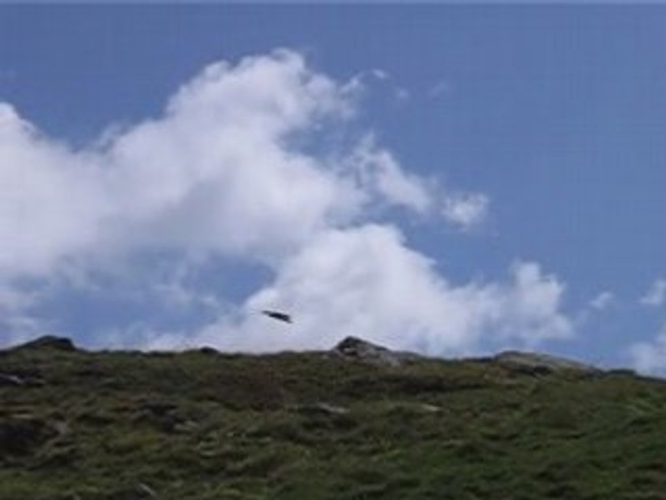 Vol gypaète barbu en Vanoise