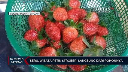 Seru, Wisata Petik Stroberi Langsung dari Pohonnya di Tegal