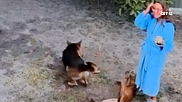 Le chien joue à la balle dans le jardin : depuis sa cachette un intrus n'en perd pas une miette (vidéo)