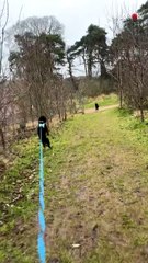 Happy paws: Adorable dog strolls on two legs like a human