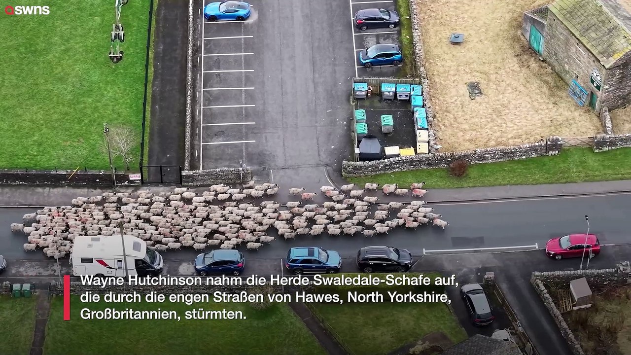 Video fängt chaotische Szenen ein, als Hunderte von Schafen durch das Dorf rennen