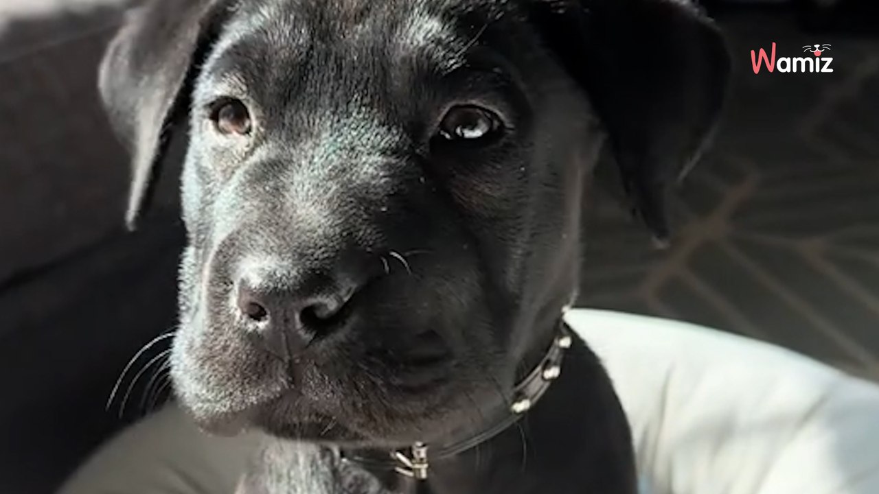 Elle pense adopter un Labrador : deux semaines plus tard, c’est la douche froide