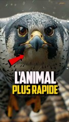 Découvrez l'Animal le Plus Rapide du Monde 🏃‍♂️