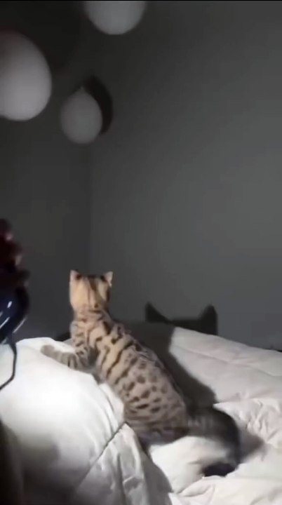 Hund spielt im Laub! 20250131