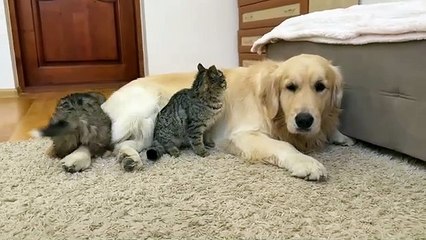 Golden Retriever Reacts to First Meeting of Tiny Puppy and Cute Kitten!