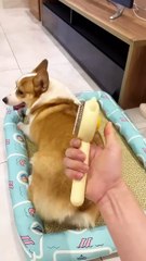 Use this exquisite and easy-to-use floating hair comb to comb cats and dogs_ and you can clean a lo