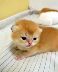 🐾 **You're About to Melt! Cutest Cat Compilation!** 🐾 Welcome to our ad