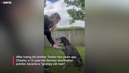 Senior dog gets new lease on life after pup joins family – now they're best friends