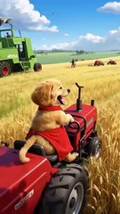 Dog doing work as Human 😱😅