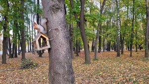 Fun Squirrel Facts, Discover the World’s Cutest Tree Jumpers!