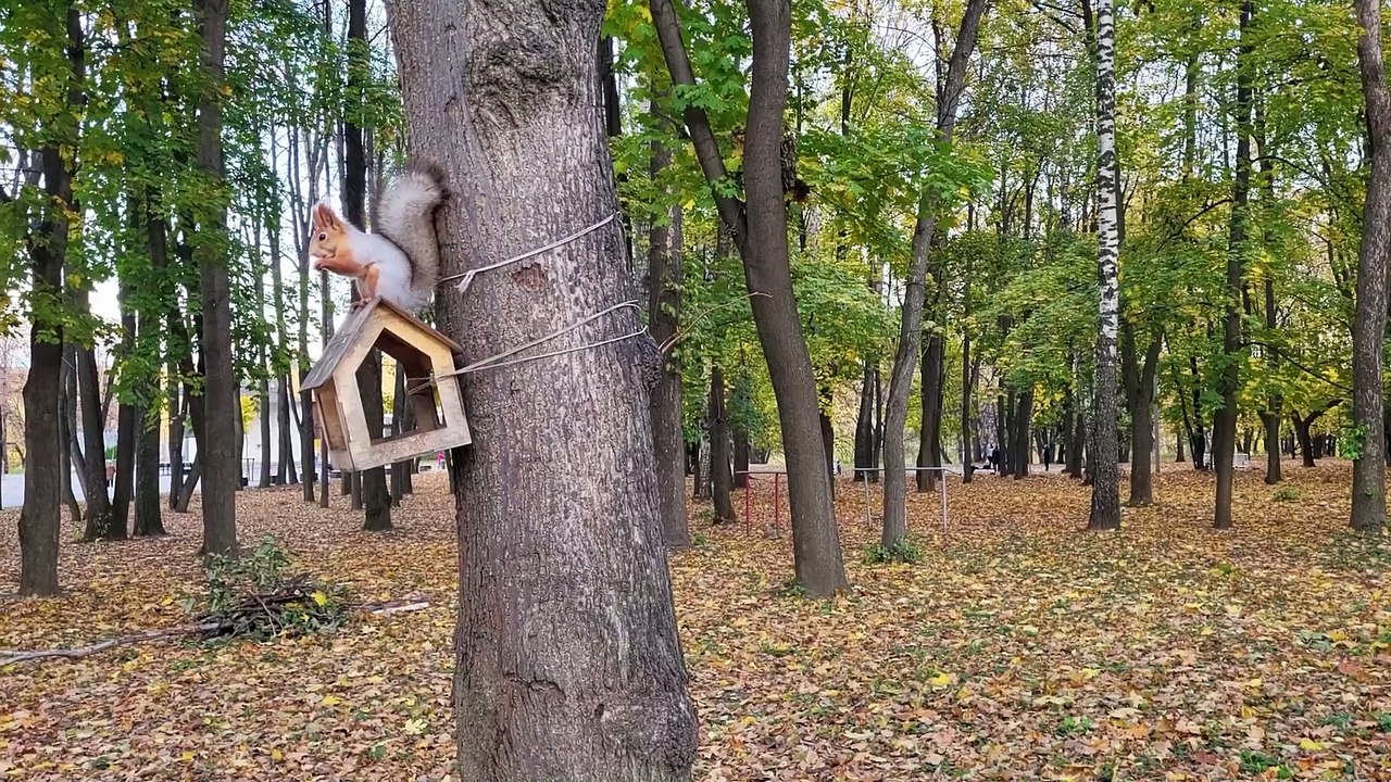 Fun Squirrel Facts, Discover the World’s Cutest Tree Jumpers!