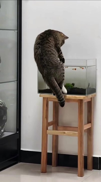 Katzenbabys auf Abenteuer! 20250131