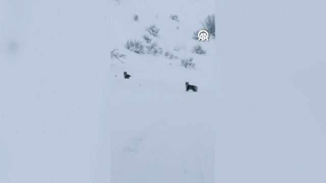 Vaşak ve yavruları görüntülendi