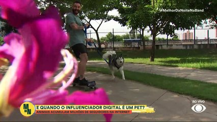 Pets influenciadores: animais acumulam milhões de seguidores | Melhor da Noite