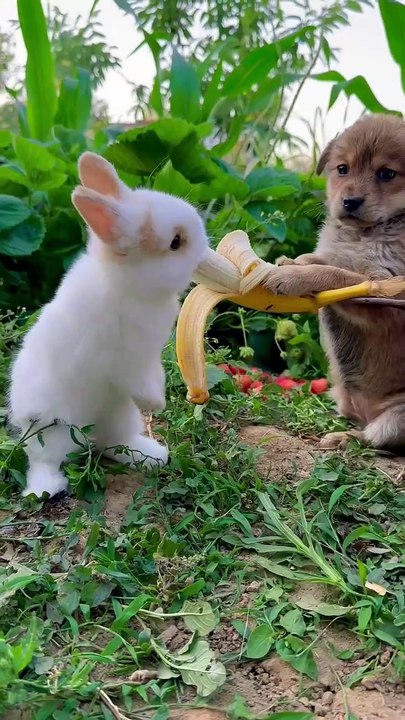 Forest Bunny Taste Banana