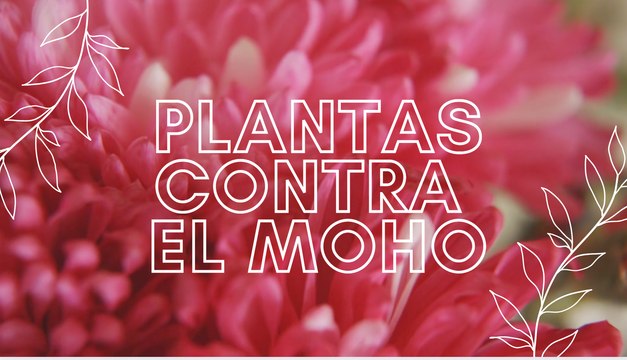 Plantas contra el moho
