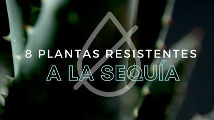8 plantas resistentes a la sequía