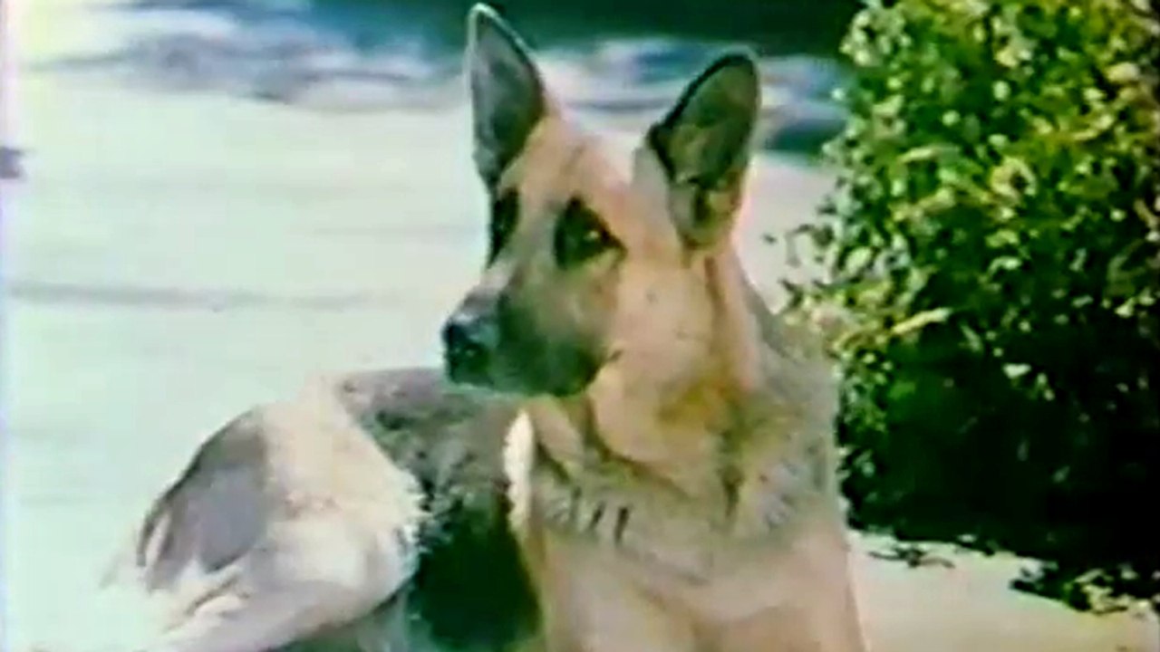 Won Ton Ton, - Der Hund, der Hollywood rettete Trailer OV