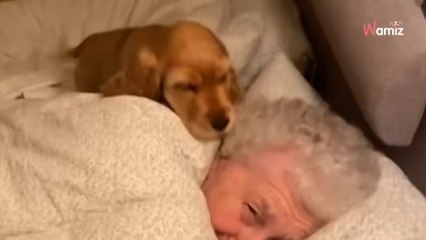 Un chiot et une mamie se retrouvent dans un lit : la séquence va attendrir 9M d’internautes