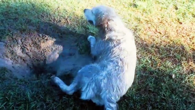 Very Cute Baby Dogs and Dogs Beautiful Moment With Relaxing Music #CuteDogs #RelaxingMusic #doglover