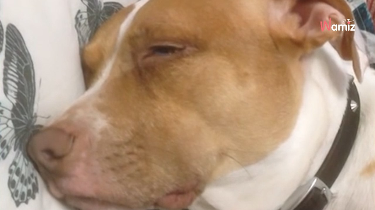 Lorsque sa maîtresse lui chante une berceuse, ce pitbull s’endort instantanément (Vidéo)