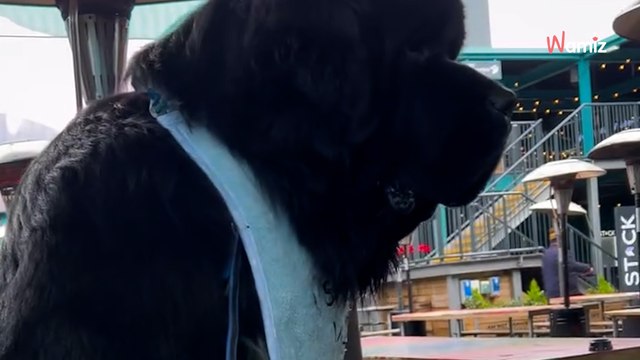 Ce chien géant mesure 1,80m sur ses pattes arrières : son petit péché mignon attendrit tout le monde (vidéo)