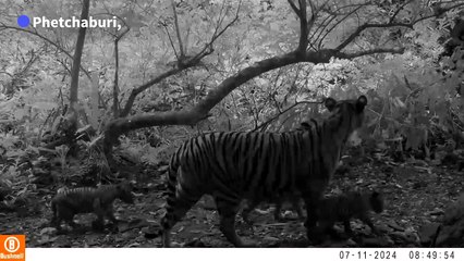 Trio of rare tiger cubs spotted in Thai national park