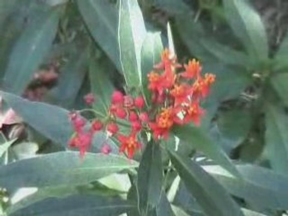 AquaBlanca01