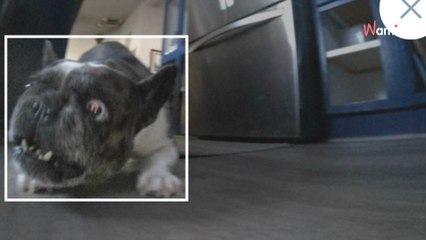 Son aspirateur robot filme ce qu'il se passe à la maison en son absence : elle hurle de rire en voyant « le démon » (vidéo)