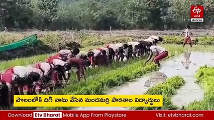 పొలంలో వరి నాట్లు వేసిన ప్రభుత్వ పాఠశాల విద్యార్థులు - అవగాహన కల్పించిన ఉపాధ్యాయులు