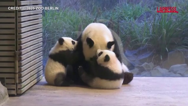 Cuccioli di panda gigante allo zoo di Berlino, aperta ai visitatori la zona di Loni e Lotti