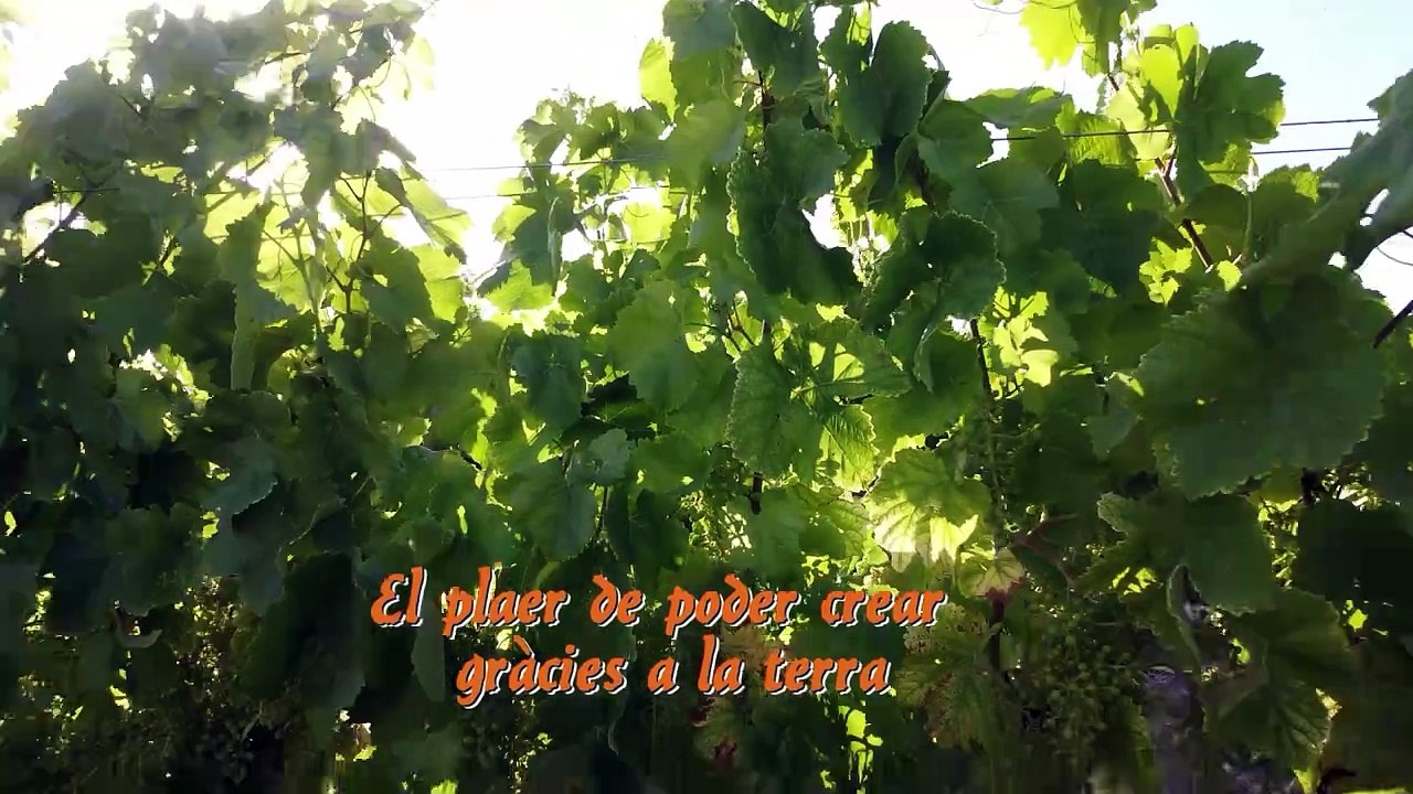 CELLER CERCAVINS